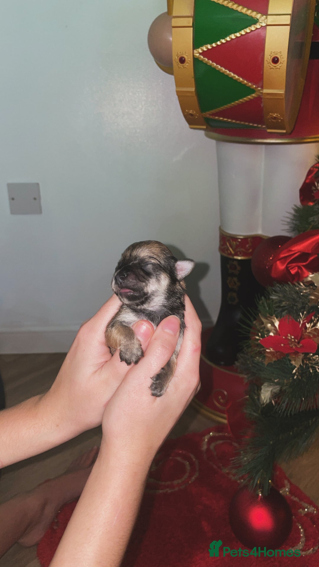 Chihuahua dogs for sale: Miniature Chihuahua Puppies - Advert 2