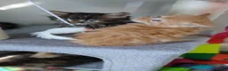 Mixed Breed cats for sale: Ready soon  in Andover - Advert 7