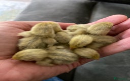 Quail poultry for sale: Beautiful Button Quail Chicks (CPQ, King) - Image 3