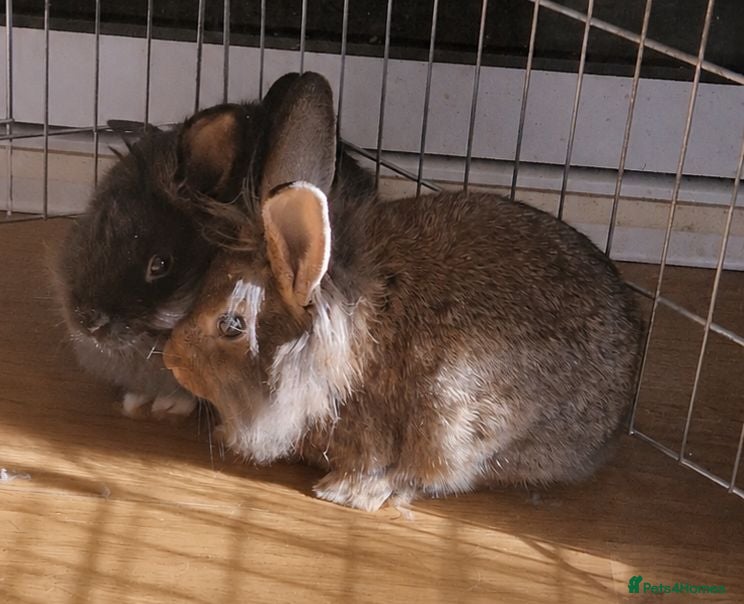 Mini Lion Lop rabbits Mini Lop x Lionhead babies for sale - Advert 9