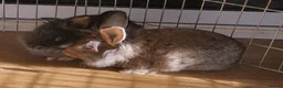 Mini Lion Lop rabbits for sale: Mini Lop x Lionhead babies for sale - Advert 1
