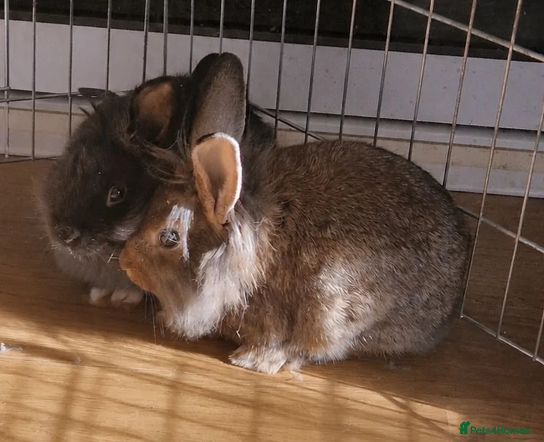 Mini Lion Lop rabbits for sale: Mini Lop x Lionhead babies for sale - Advert 1