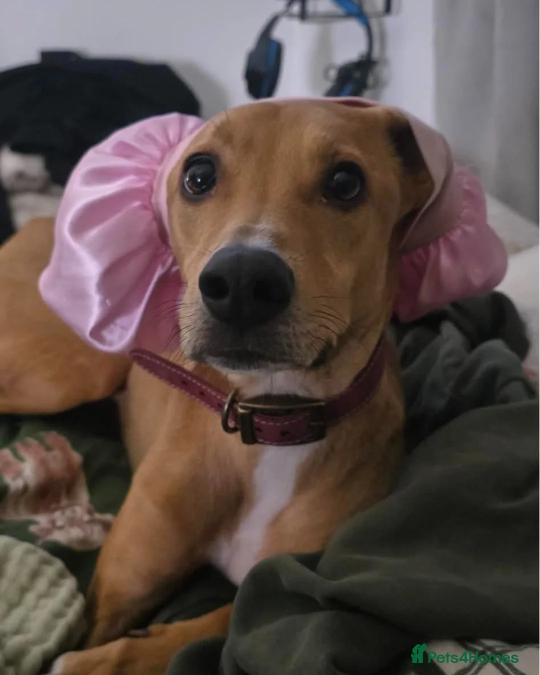 Mixed Breed dogs for adoption: Albert – Sweet, Affectionate Boy  in St Albans - Advert 7