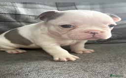 French Bulldog dogs for sale: French bulldog  - Image 10