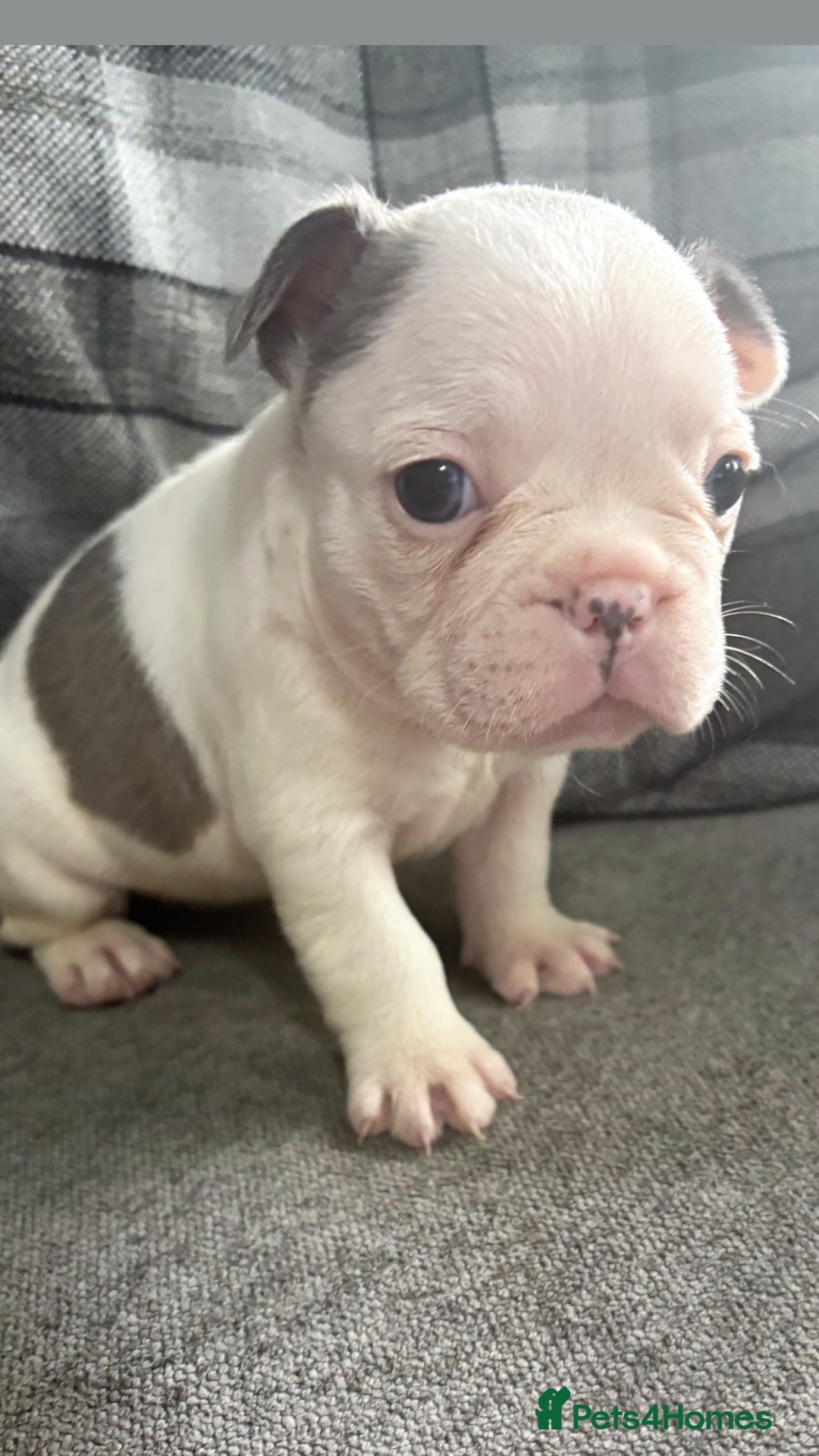 French Bulldog dogs for sale: French bulldog  - Image 10