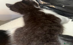 British Shorthair cats for sale: British Shorthair x Striped Tabby Kittens –2 Males - Image 19