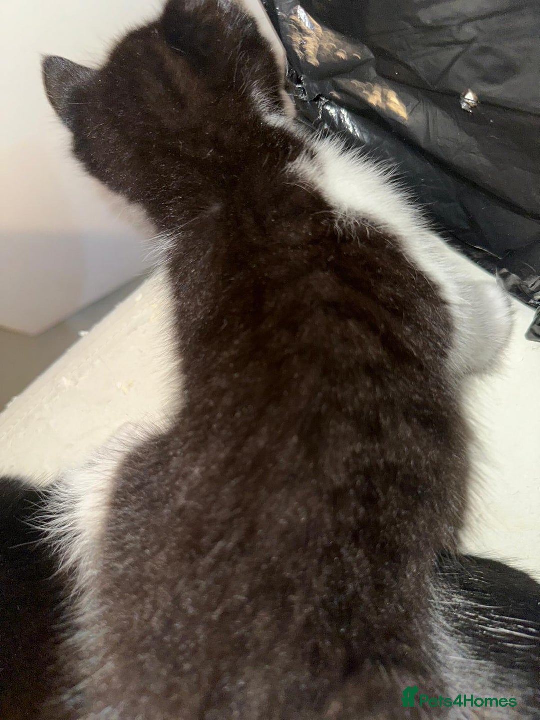 British Shorthair cats for sale: British Shorthair x Striped Tabby Kittens –2 Males - Image 19