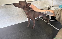 Mexican Hairless dogs for sale: MINI MEXICAN HAIRLESS MALE!   - Image 8