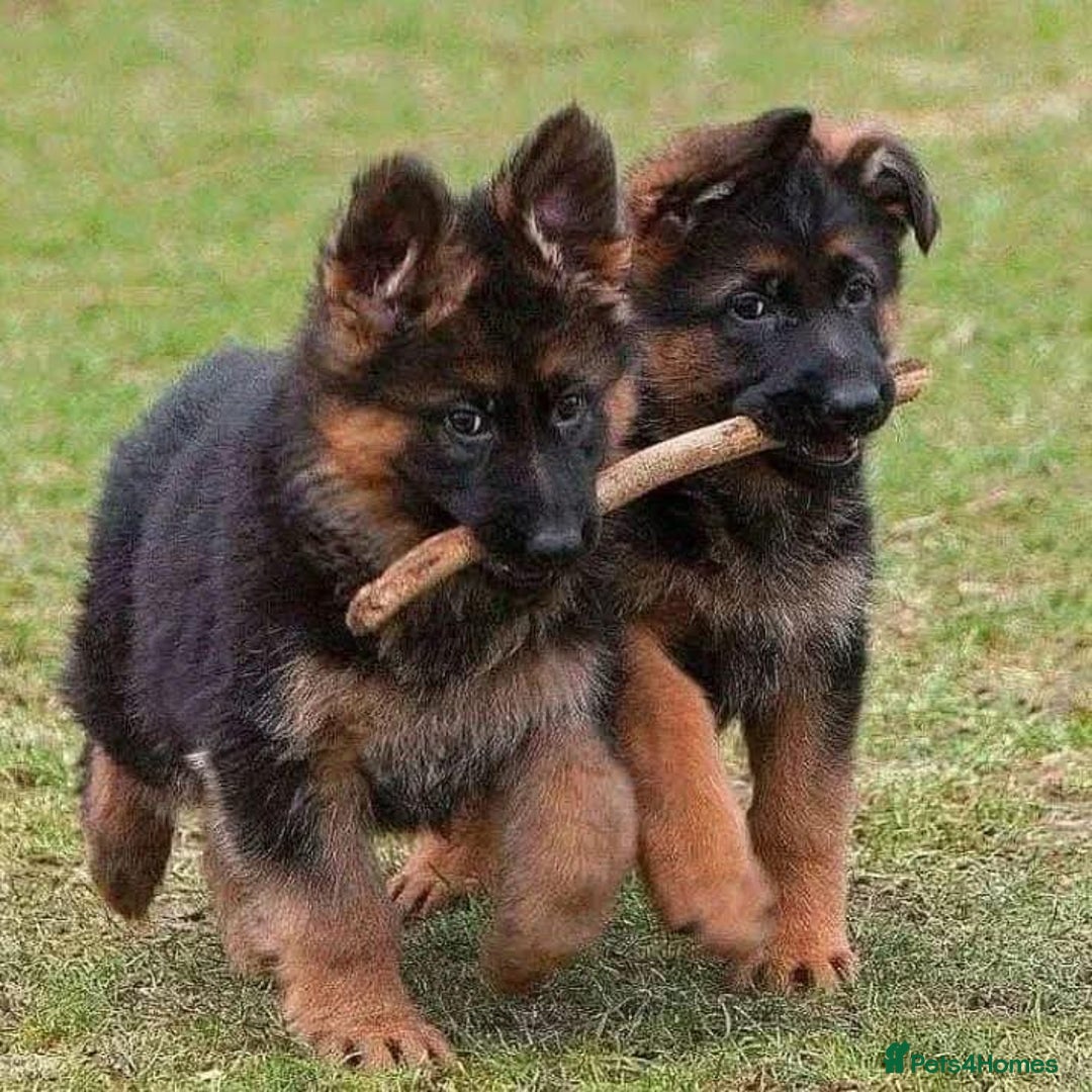 German Shepherd dogs for sale: 🐾❤️ Our German Shepherd Puppies for Sale 🐶✨ - Image 2