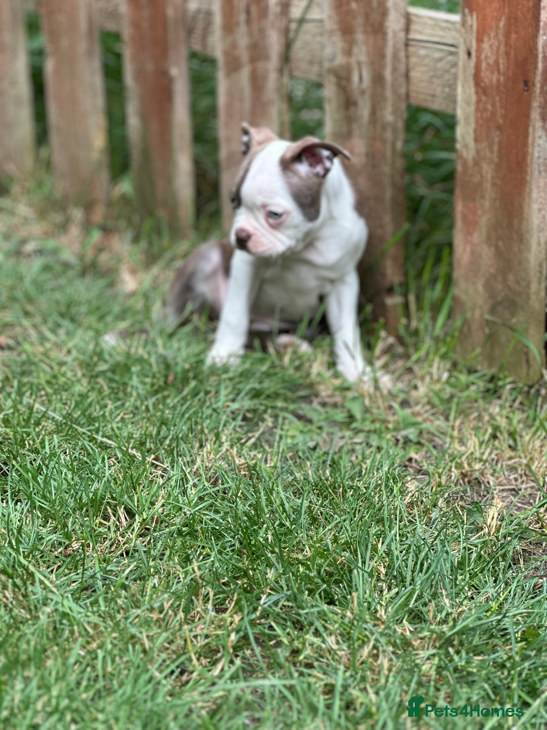 Boston Terrier dogs for sale: 2 females left !!!!!!! - Image 15