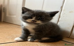 Scottish Fold cats for sale: Scottish fold cross kittens  - Image 4
