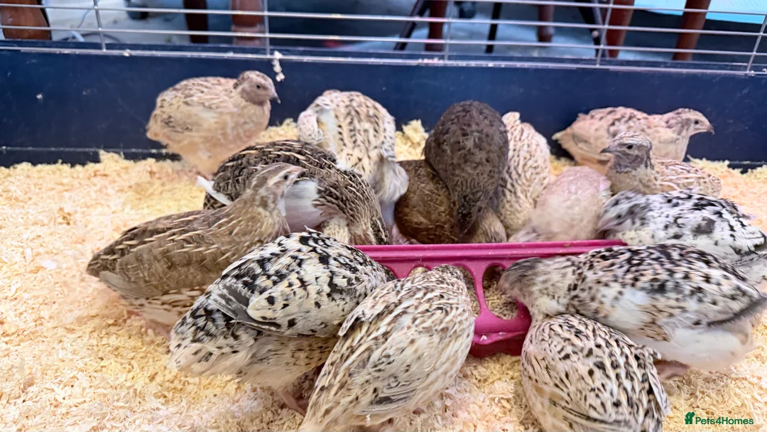 Quail poultry for sale: Coturnix Quail, egg laying hens, males, young one - Advert 4