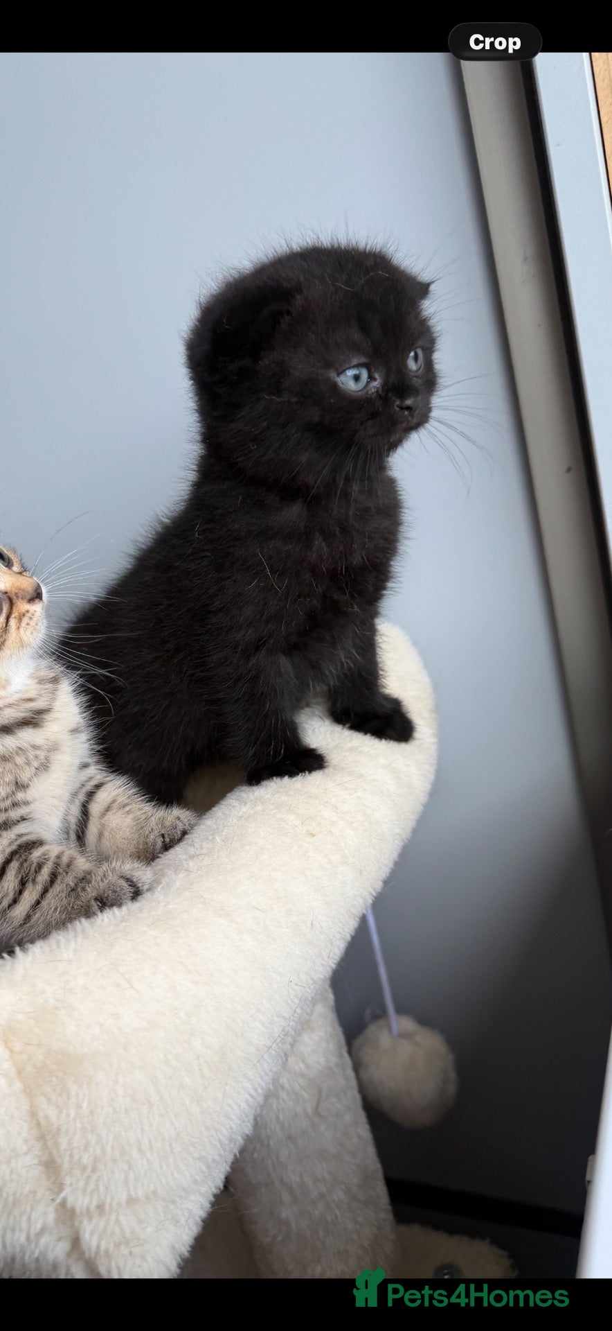 Scottish Fold cats Exceptional litter of Scottish fold/ straight😍😍 - Advert 2