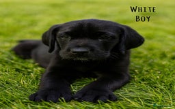 Labrador Retriever dogs for sale: Kc Registered Labradors ready to leave now - Image 11
