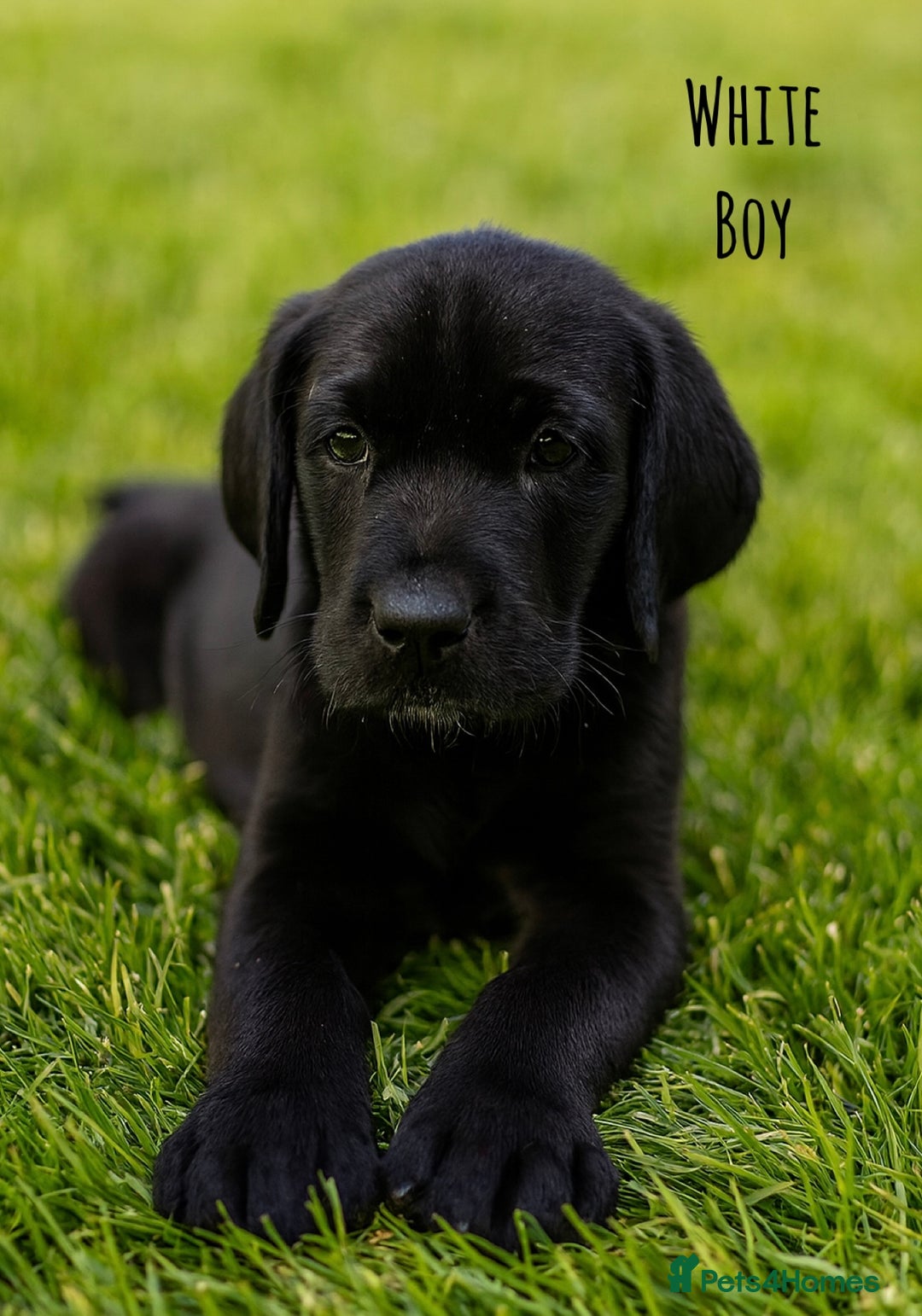 Labrador Retriever dogs for sale: Kc Registered Labradors ready to leave now - Image 11