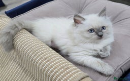 Ragdoll cats for sale:  beautiful Rag doll kittens raised at home - Image 7