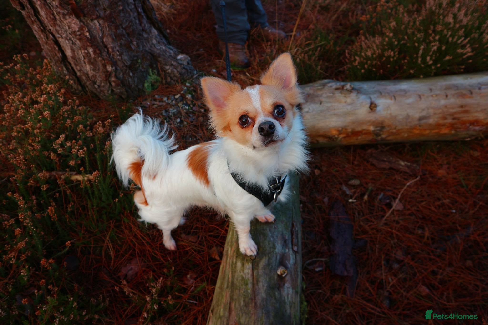 Chihuahua dogs for sale: Old boy REHOME required in Ilminster - Advert 1
