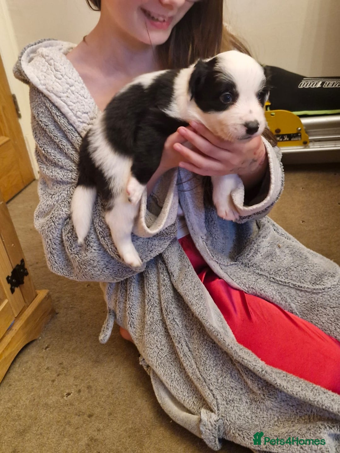 Border Collie dogs for sale: 2 X male border collie pups for sale - Image 12