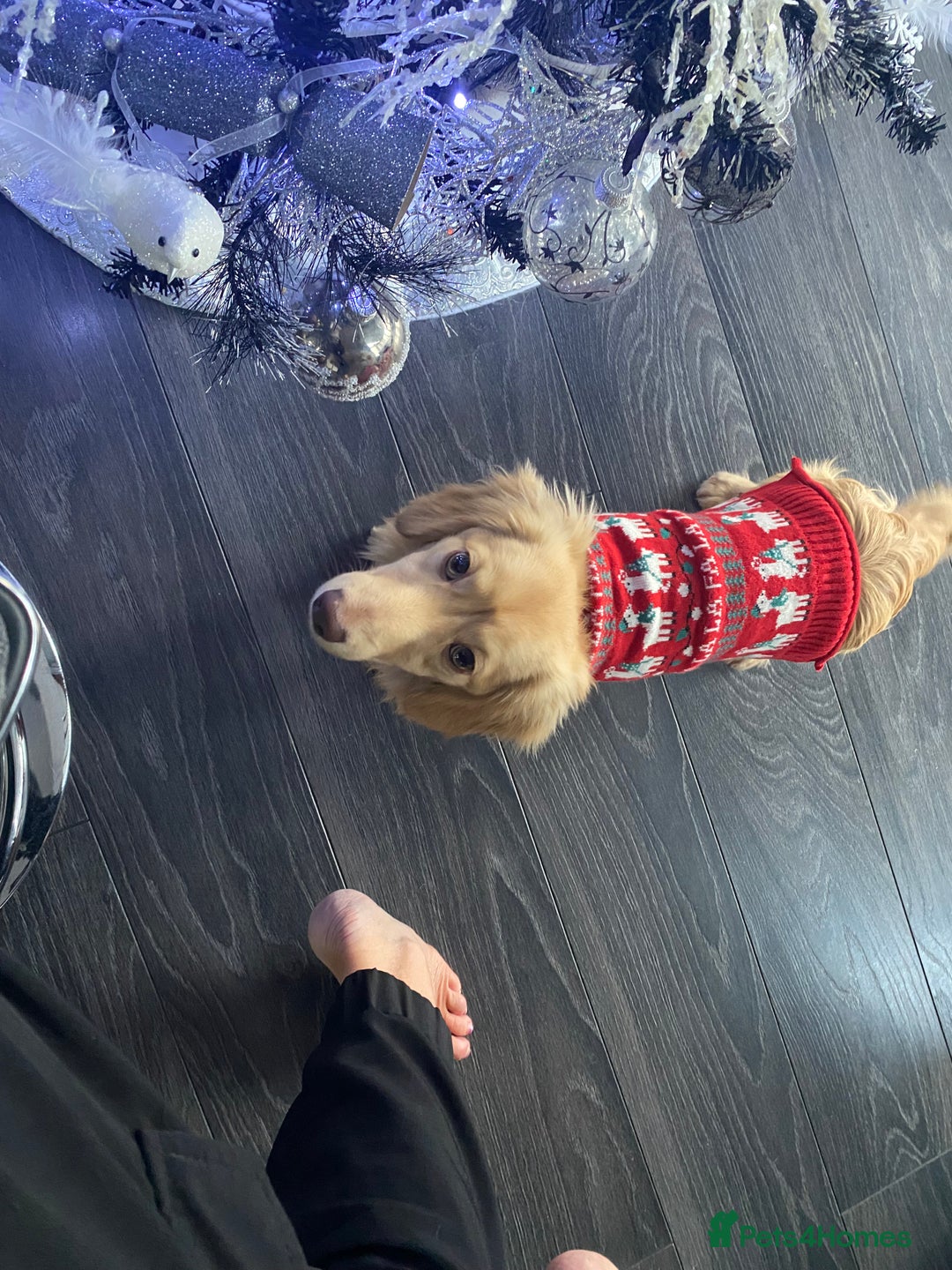 Mixed Breed dogs for sale: Amazing Shweenie girl - Advert 16