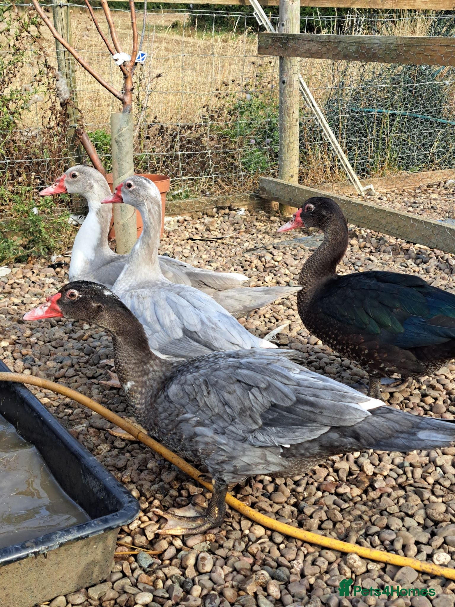 Ducks poultry Muscovy Drakes - Advert 1
