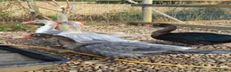 Ducks poultry for sale: Muscovy Drakes - Advert 1