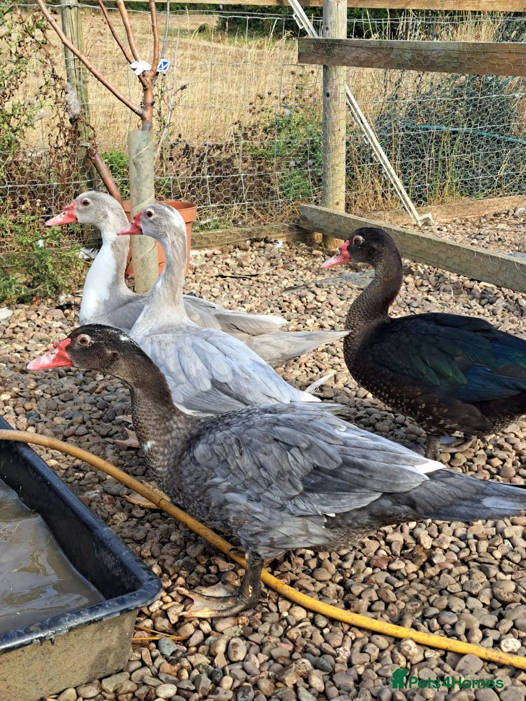 Ducks poultry for sale: Muscovy Drakes - Advert 1