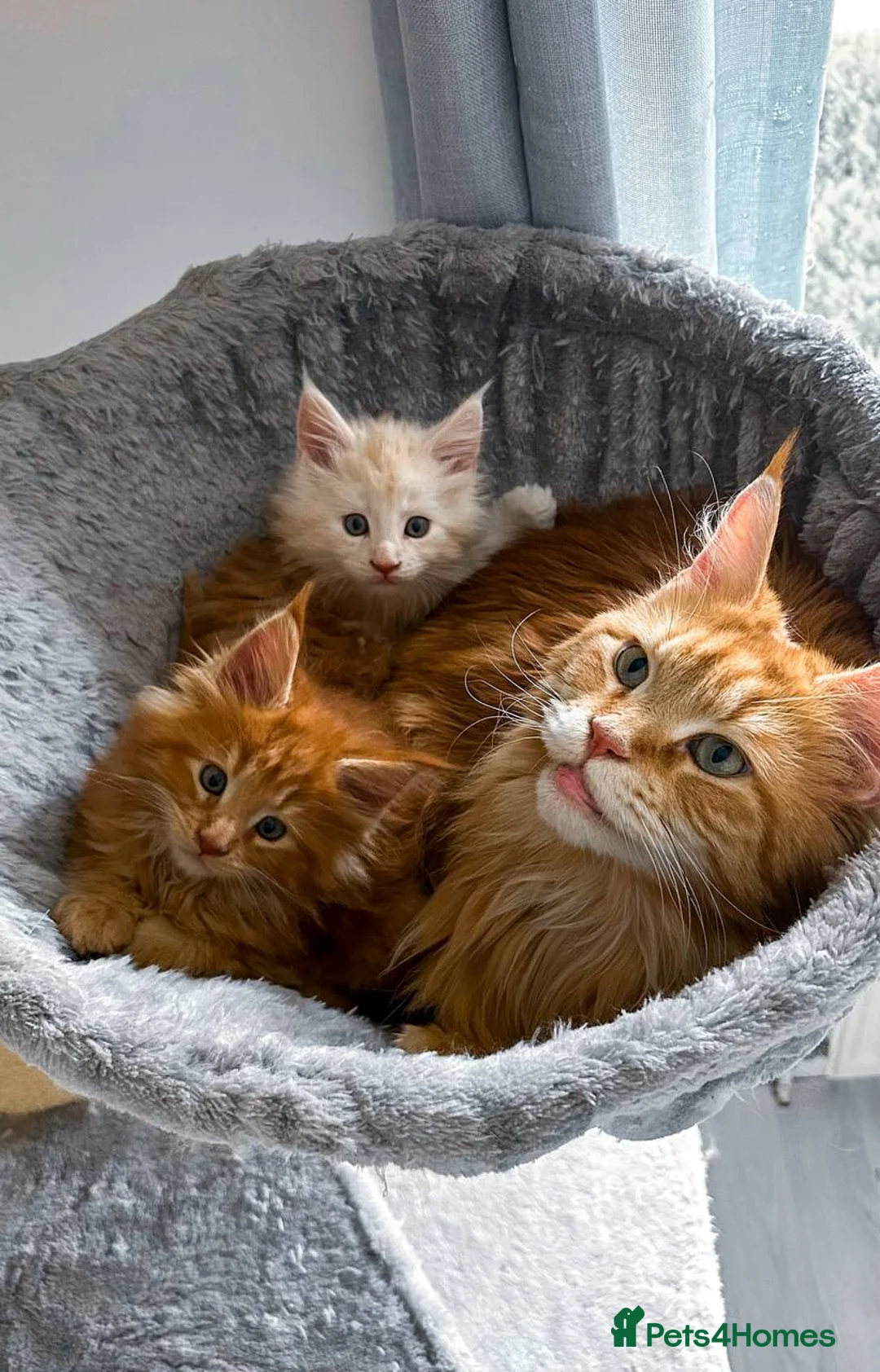 Maine Coon cats for sale: Pure Maine coon  in Twickenham - Advert 2