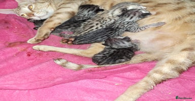 Savannah cats - Advert 5