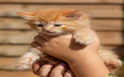 Ragdoll cats for sale: Fluffy Ragdoll cross kittens  - Image 12