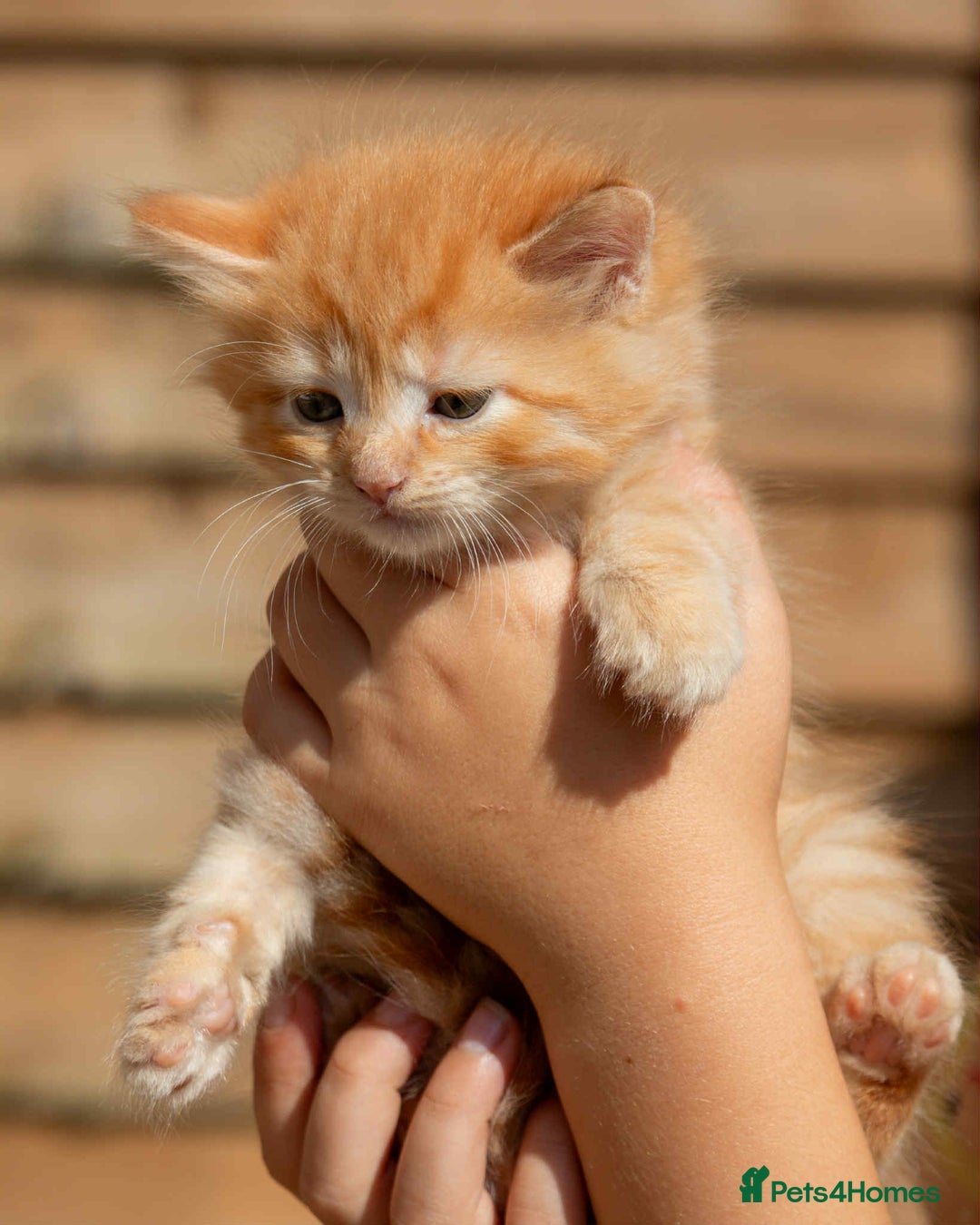 Ragdoll cats for sale: Fluffy Ragdoll cross kittens  - Image 12