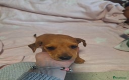 Mixed Breed dogs for sale: Beautiful dachshund mix puppies  - Image 17