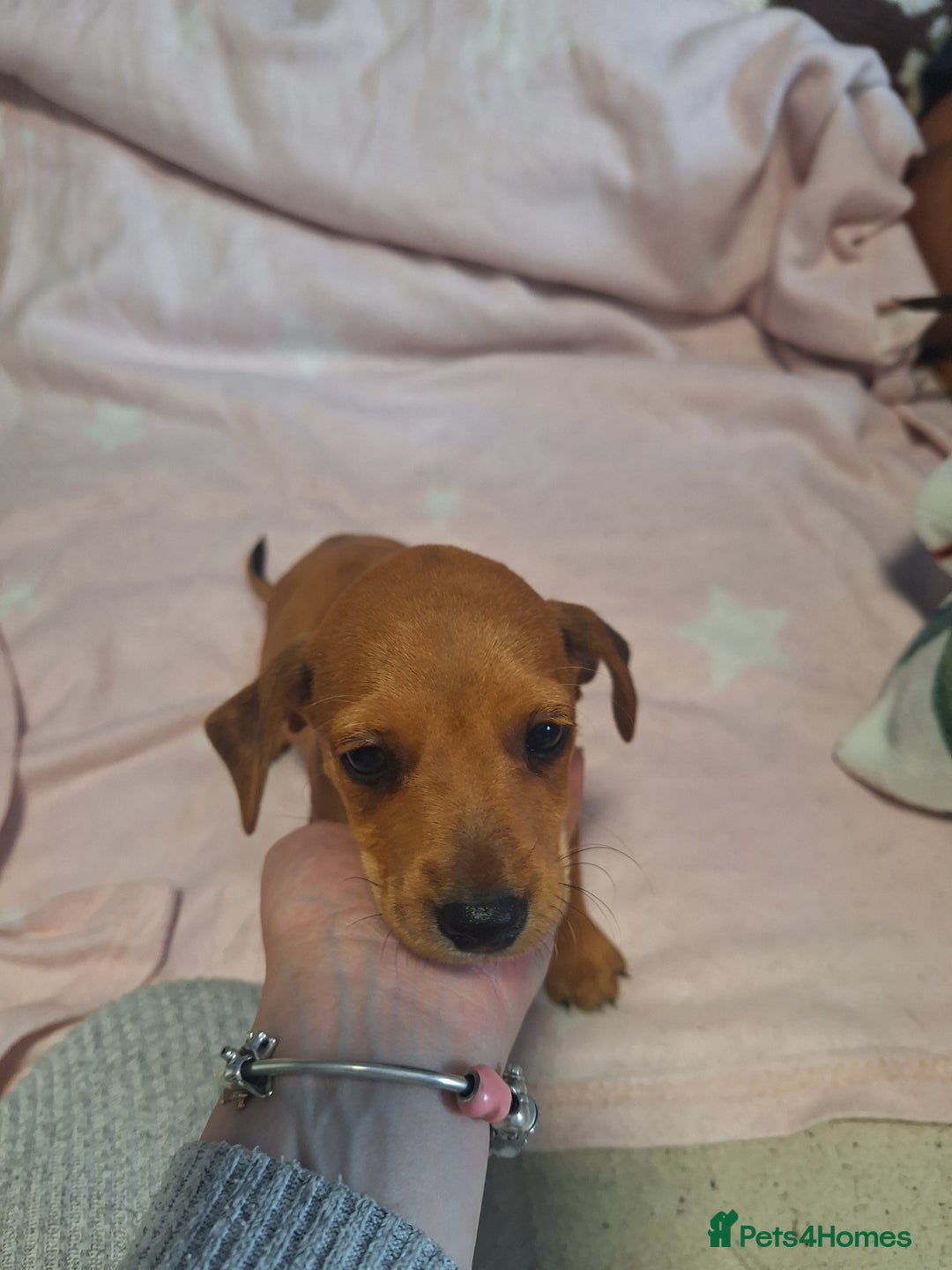 Mixed Breed dogs for sale: Beautiful dachshund mix puppies  - Image 17