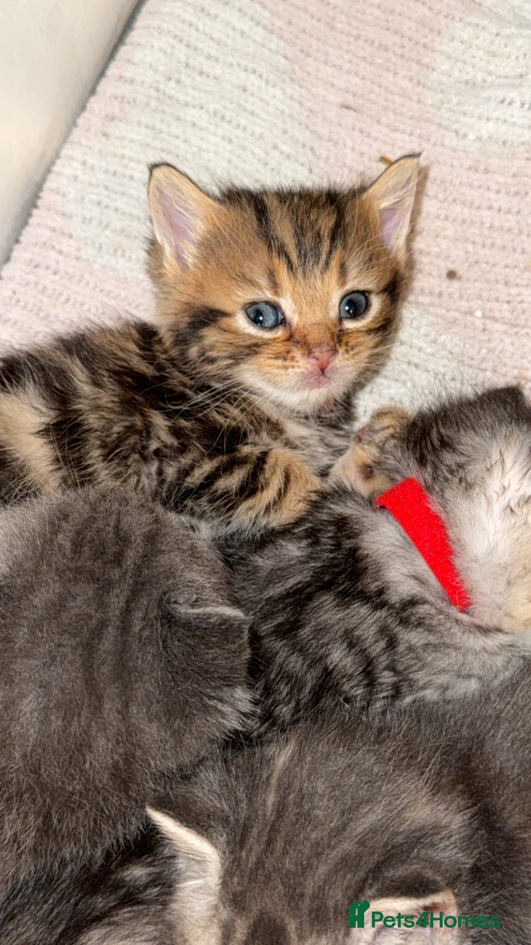 Mixed Breed cats for sale: 6 British Shorthair cross kittens  - Image 2