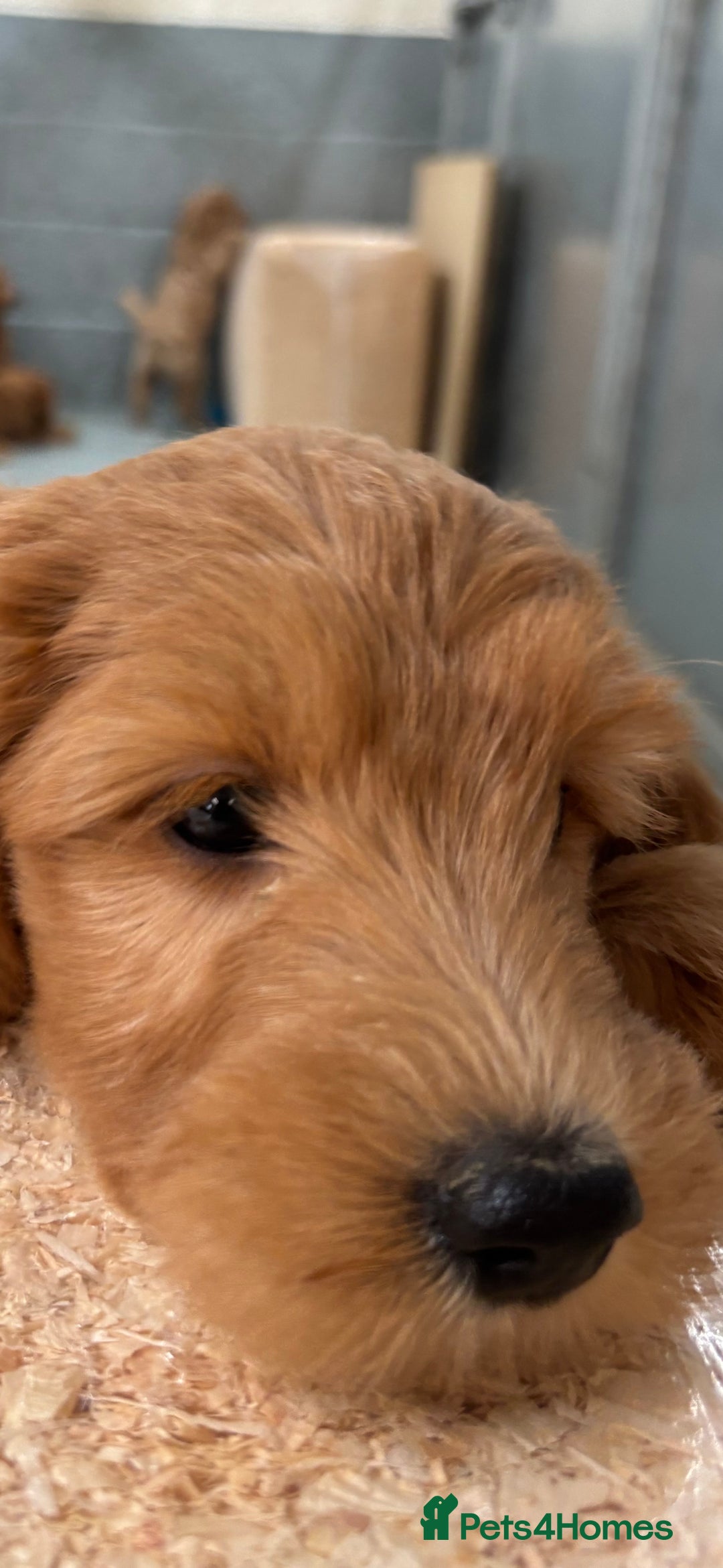 Mini Goldendoodle dogs for sale: F1 miniature golden doodle puppies  - Image 8