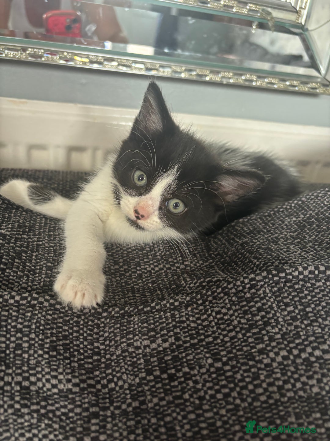 British Longhair cats for sale: 7 black/white kittens for sale - Image 11