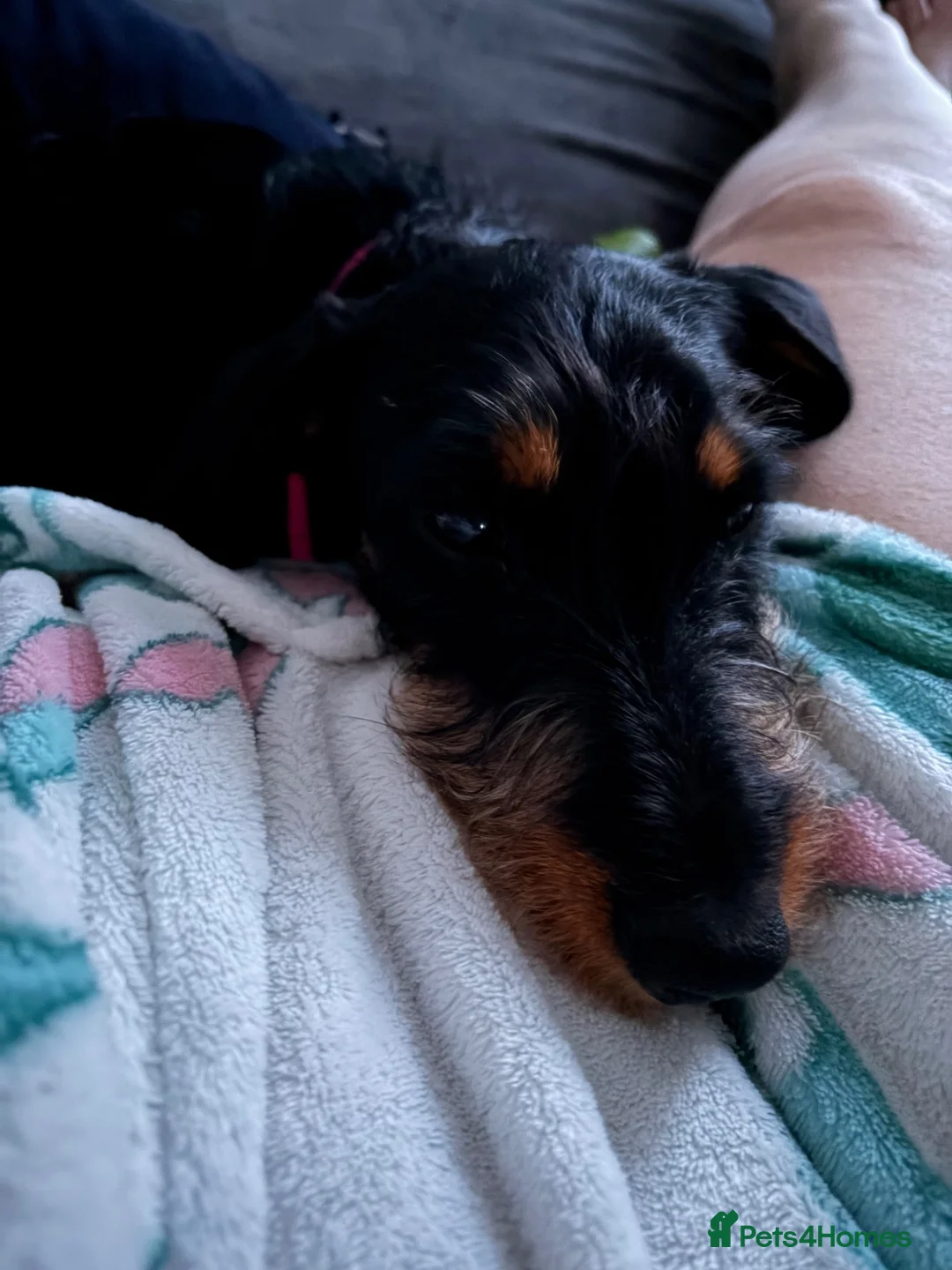 Dachshund dogs for sale: Beautiful female Dachshund  in Blyth - Advert 2