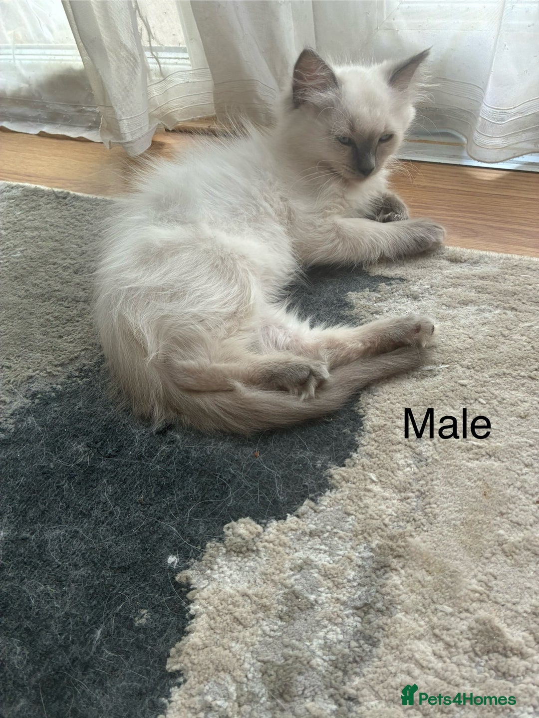 Ragdoll cats for sale: Male Ragdoll Kittens Available - Image 3