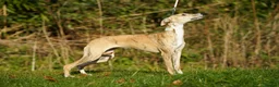 Whippet dogs for sale: 16 month old, Show whippet. Female - Advert 12