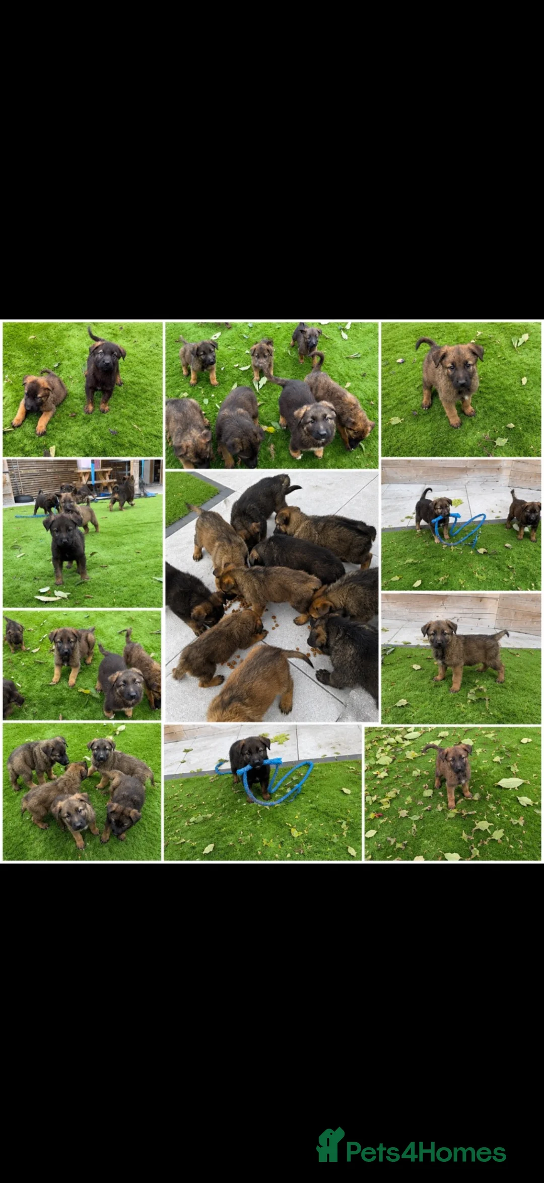 Mixed Breed dogs for sale: Belgian Shepard X caucasian Shepherd puppies - Advert 1