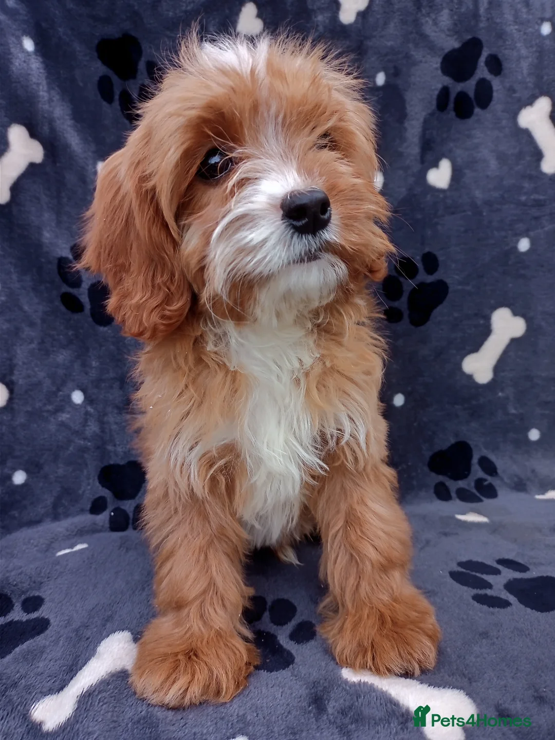 Cavapoo dogs for sale: Stunning cavapoo - Advert 1
