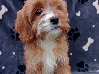 Cavapoo dogs Stunning cavapoo - Advert 1
