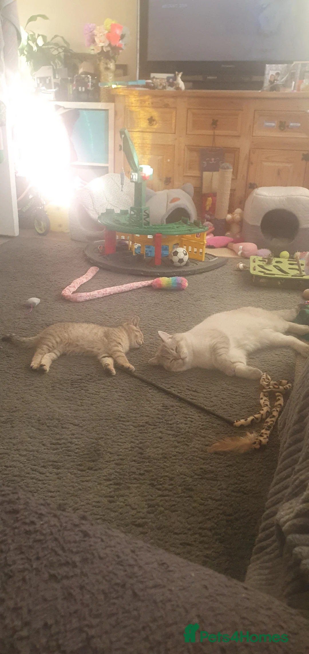 British Shorthair cats for sale: BRITISH SHORTHAIR BLACK GOLDEN SPOTTED TABBY - Advert 2