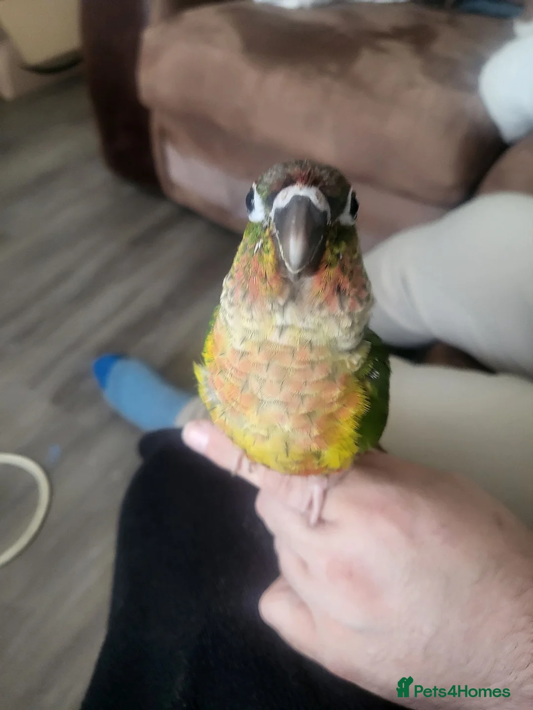 Conures birds for sale: For sale concour   - Advert 2