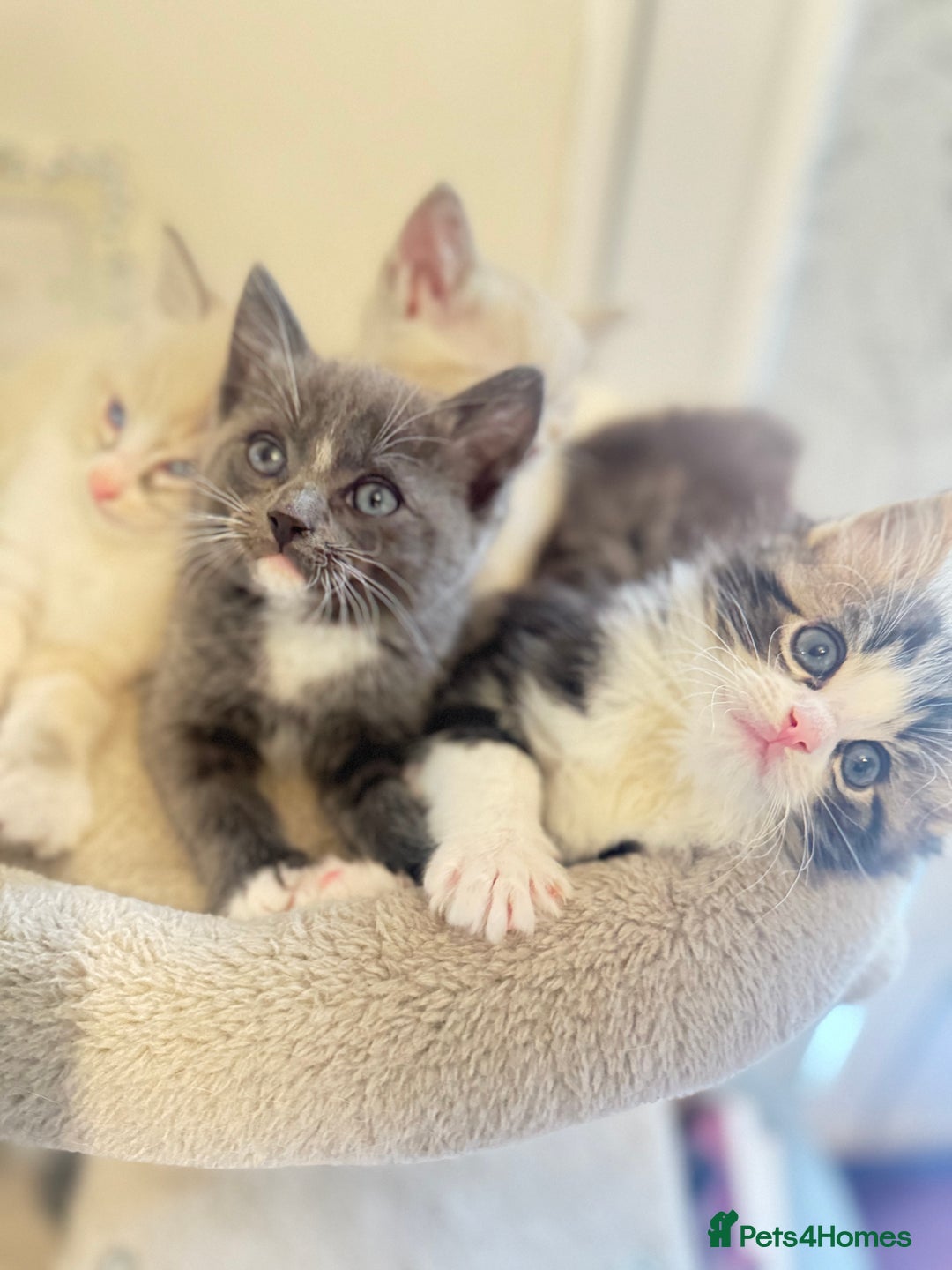 Ragdoll cats for sale: Beautiful Ragdoll Kittens - Advert 5