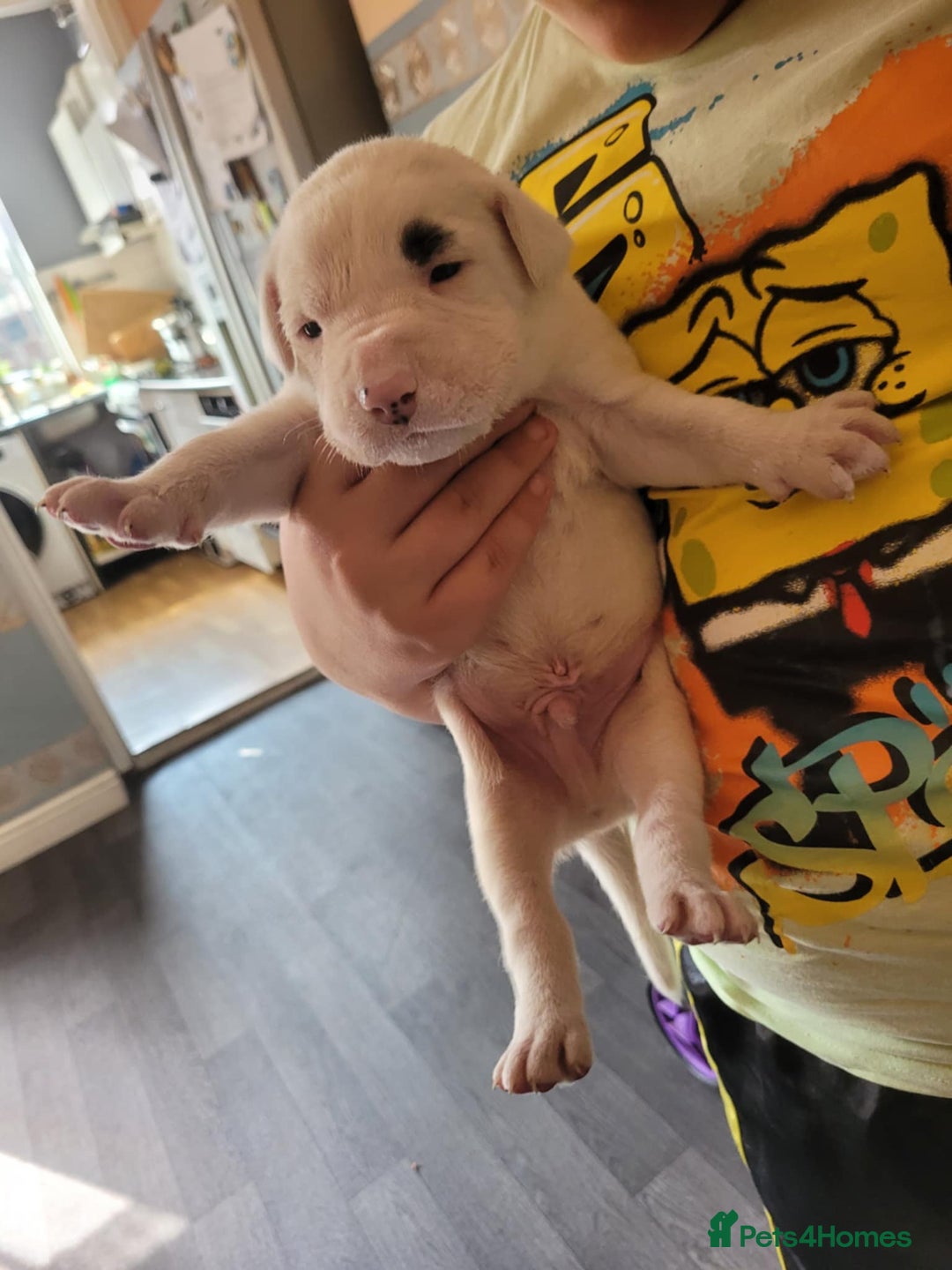 American Bulldog dogs for sale: American bulldogs  - Image 8