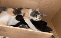 British Shorthair cats for sale: British shorthair x Ragdoll kittens. Mixed prices - Image 8
