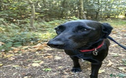 Labrador Retriever dogs for adoption: Pixie - Badersfield Norfolk  - Image 17