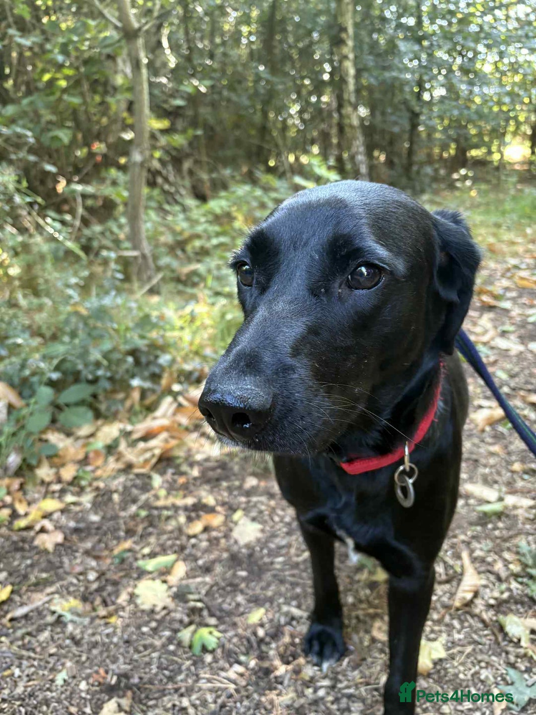 Labrador Retriever dogs for adoption: Pixie - Badersfield Norfolk  - Image 17