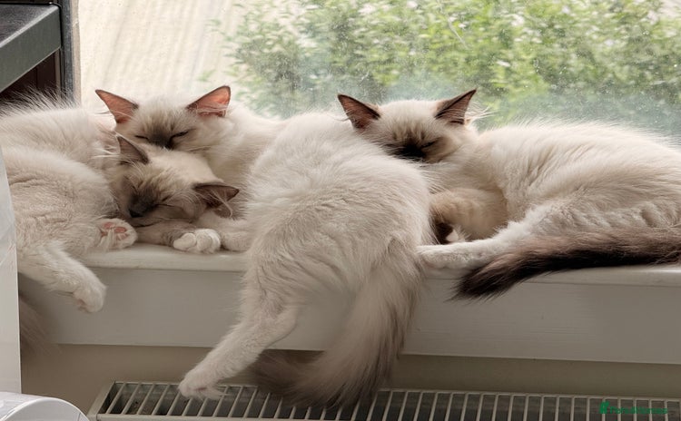 Ragdoll cats - Advert 3