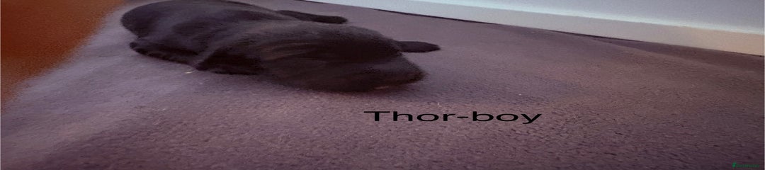 Thor 